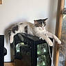 cat, kitten, white_and_gray, fur, animal, pet, lying_down, relaxed, sleepy, computer, gaming_pc, desktop, cooling_fans, electronics, tower_case, indoor, home_office, window, wooden_desk, funny_pose