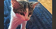 Goupix a rejoint le concours — aidez-le/la à gagner de superbes lots ! cat, kitten, animal, pet, feline, white_fur, tabby, blue_blanket, indoor, bedroom, home, wood_floor, furniture, storage_drawers, standing, walking, curious, portrait, smartphone_screenshot, notification