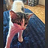 cat, kitten, animal, pet, feline, white_fur, tabby, blue_blanket, indoor, bedroom, home, wood_floor, furniture, storage_drawers, standing, walking, curious, portrait, smartphone_screenshot, notification