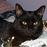 Aeros joined the competition — help win amazing prizes! black, black_cat, bombay, burmese, cat, cat_like_mammal, domestic_long_haired_cat, domestic_short_haired_cat, european_shorthair, fauna, fur, small_to_medium_sized_cats, snout, whiskers