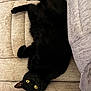 animal, black_cat, cat, couch, cozy, cute, domestic_animal, ears, fur, furniture, home, indoor, looking_up, lying_down, mammal, pet, relaxing, resting, whiskers, yellow_eyes