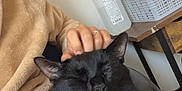 Anakin joined the competition — help win amazing prizes! animal, black_cat, bottle, cat, closed_eyes, comfort, container, cozy, ear, feline, fleece_jacket, fur, hand, indoor, person, pet, relaxation, scratching, table, whiskers