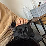 animal, black_cat, bottle, cat, closed_eyes, comfort, container, cozy, ear, feline, fleece_jacket, fur, hand, indoor, person, pet, relaxation, scratching, table, whiskers