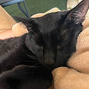Anakin is registered to the contest to win money with this photo: black_cat, sleeping, blanket, cozy, pet, animal, fur, whiskers, close_up, indoor, relaxation, comfort, nap, soft_texture, feline, resting, cute, domestic_cat, warm, peaceful