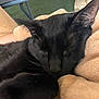 black_cat, sleeping, blanket, cozy, pet, animal, fur, whiskers, close_up, indoor, relaxation, comfort, nap, soft_texture, feline, resting, cute, domestic_cat, warm, peaceful