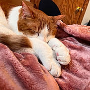 Jasper joined the competition — help win amazing prizes! animal, blanket, cat, close_up, comfort, cozy, cute, domestic, fur, ginger_and_white, indoor, paws, pet, plush, relaxation, resting, sleeping, soft_texture, warm, wooden_door