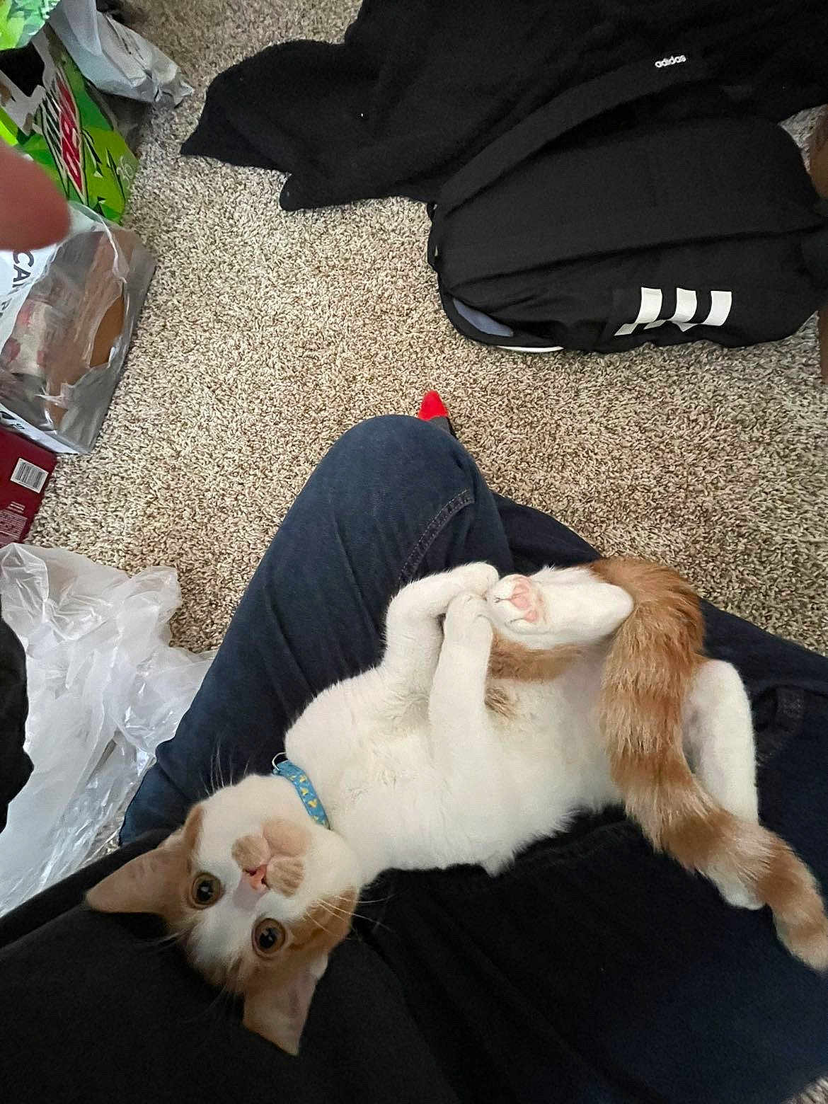 Jasper joined the competition — help win amazing prizes! animal, carpet, cat, collar, curious, cute, domestic, feline, fur, indoor, lap, orange_and_white, paws, person, pet, playful, relaxed, resting, tail, whiskers