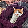 Jasper joined the competition — help win amazing prizes! animal, bed, blanket, cat, comfort, cozy, cute, domestic_cat, feline, fur, indoor, orange_cat, pet, purple_blanket, relaxed, resting, sleepy, soft, warm, white_cat