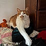 Jasper joined the competition — help win amazing prizes! animal, bedroom, cat, cozy, cute, domestic, feline, fur, home, indoor, orange_and_white, paw, pet, pillow, quilt, relaxed, resting, soft, whiskers, wooden_cabinet