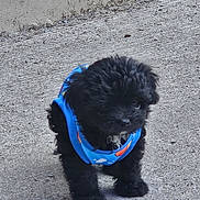 Remy Valentino is registered to the contest to win money with this photo: adorable, animal, black_fur, blue_harness, companion, concrete, curious, cute, cute_pet, dog, fluffy, fur, mammal, outdoor, pet, playful, puppy, small, standing, young