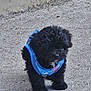 adorable, animal, black_fur, blue_harness, companion, concrete, curious, cute, cute_pet, dog, fluffy, fur, mammal, outdoor, pet, playful, puppy, small, standing, young