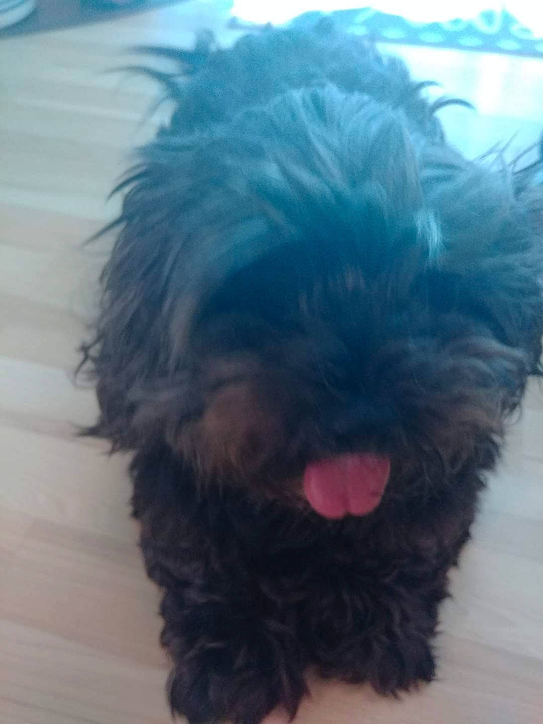 Prestley joined the competition — help win amazing prizes! canidae, carnivore, companion_dog, dog, dog_breed, fur, liver, maltepoo, non_sporting_group, small_terrier, snout, sporting_group, terrier, toy_dog, water_dog, working_animal, working_dog