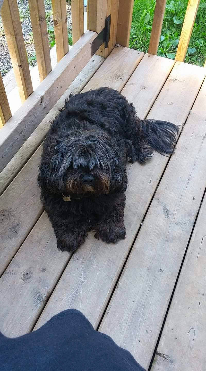 Prestley is registered to the contest to win money with this photo: canidae, carnivore, companion_dog, dog, dog_breed, flooring, fur, hardwood, liver, plank, small_terrier, snout, sporting_group, tail, terrier, water_dog, wood, wood_stain, working_animal, working_dog