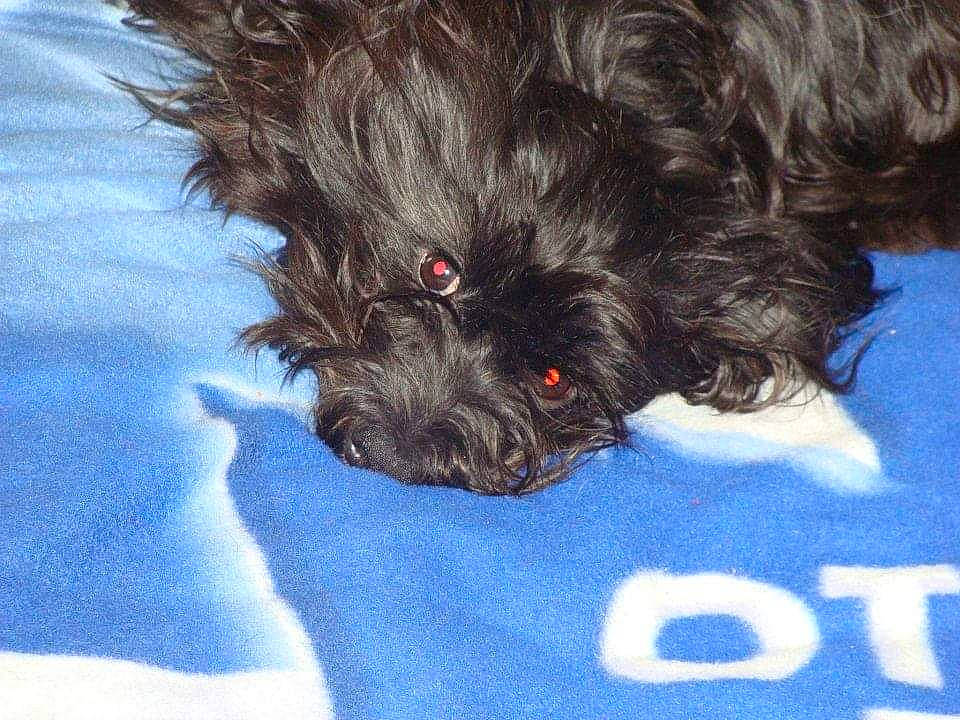 Prestley is registered to the contest to win money with this photo: canidae, carnivore, companion_dog, dog, dog_breed, dog_collar, dog_supply, electric_blue, fur, liver, maltepoo, poodle_crossbreed, sleeve, small_terrier, snout, sporting_group, terrier, toy_dog, water_dog, working_animal