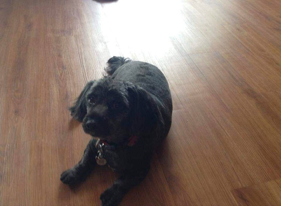 Prestley joined the competition — help win amazing prizes! canidae, carnivore, companion_dog, dog, dog_breed, fawn, flooring, fur, hardwood, laminate_flooring, liver, plank, tail, terrestrial_animal, toy_dog, varnish, wood, wood_flooring, wood_stain, working_animal