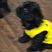 Rosco joined the competition — help win amazing prizes! dog, black_dog, yellow_clothing, pet, indoor, floor, blurry, sitting, animal, cute, fur, small_dog, canine, domestic_animal, yellow_outfit, brown_floor, indistinct, low_quality, companion, furry