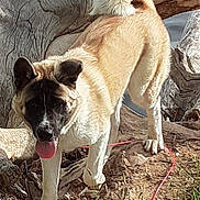 Sunka is registered to the contest to win money with this photo: dog, canine, animal, outdoor, nature, tree, roots, dirt, tongue, playful, pet, fur, tail, ears, standing, sunlight, grass, walk, park, companion