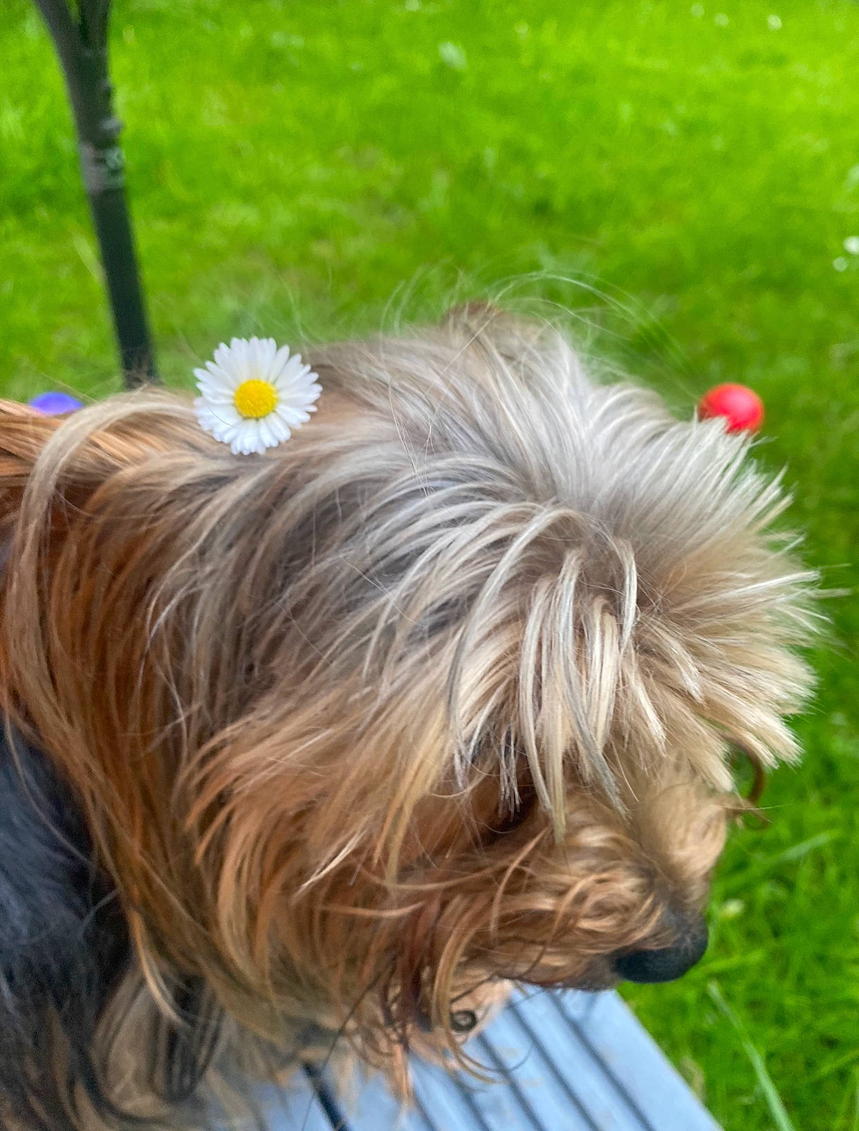 Tito joined the competition — help win amazing prizes! canidae, carnivore, companion_dog, dog, dog_breed, dog_supply, fashion_accessory, fawn, flower, fur, grass, liver, petal, plant, small_terrier, sporting_group, tail, terrier, toy_dog, working_animal