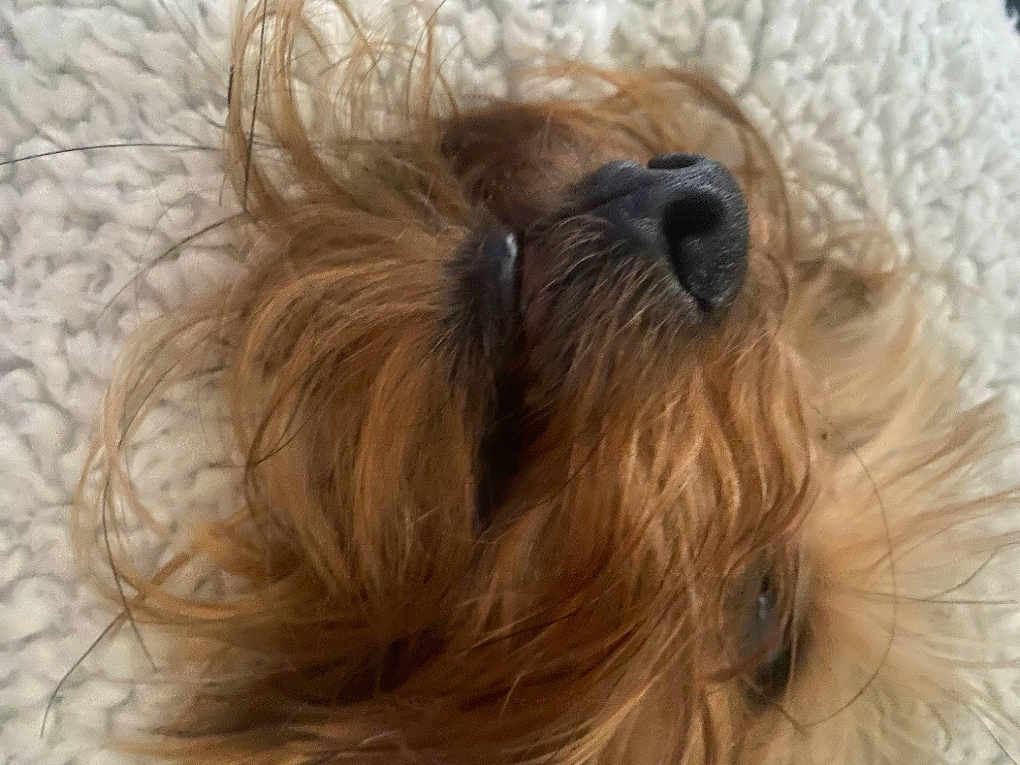 Tito joined the competition — help win amazing prizes! canidae, carnivore, close_up, companion_dog, dog, dog_breed, dog_supply, fawn, fur, liver, maltepoo, non_sporting_group, puppy, small_terrier, snout, sporting_group, terrier, toy_dog, water_dog, working_animal