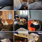 Butters joined the competition — help win amazing prizes! cat, ginger_cat, white_cat, lounging, resting, indoor, cozy, couch, bed, blanket, cardboard_box, curious, relaxed, feline, pet, home, window, furniture, multiple_images, collage