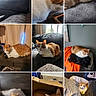 cat, ginger_cat, white_cat, lounging, resting, indoor, cozy, couch, bed, blanket, cardboard_box, curious, relaxed, feline, pet, home, window, furniture, multiple_images, collage