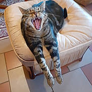 Choupy a rejoint le concours — aidez-le/la à gagner de superbes lots ! animal, cat, chair, cozy, cushion, floor, furniture, home, indoor, mouth_open, patterned_rug, paws, pet, relaxed, stretching, striped, tabby, tile, whiskers, yawning