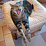 animal, cat, chair, cozy, cushion, floor, furniture, home, indoor, mouth_open, patterned_rug, paws, pet, relaxed, stretching, striped, tabby, tile, whiskers, yawning