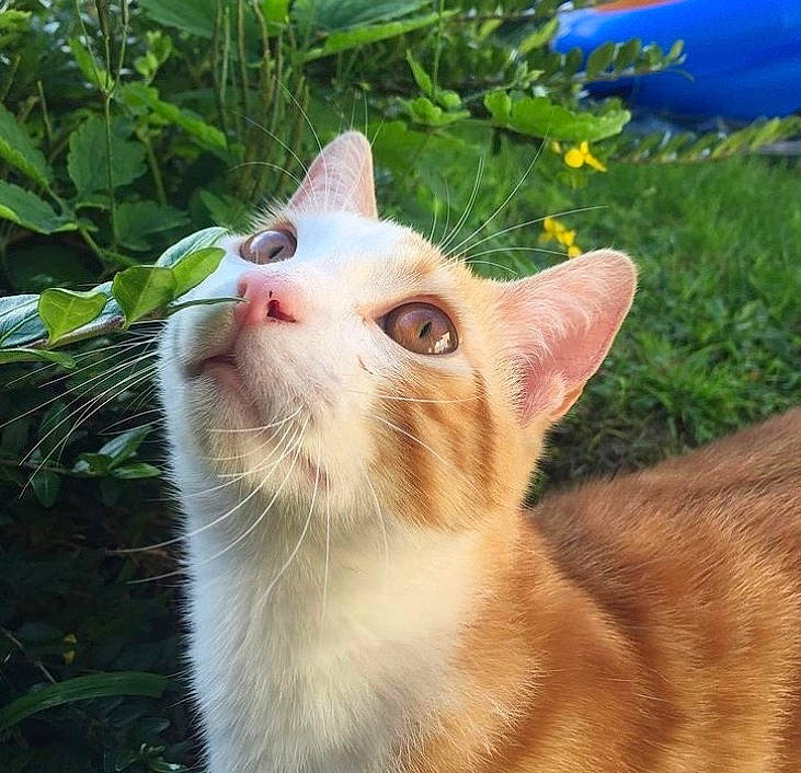 Coco a rejoint le concours — aidez-le/la à gagner de superbes lots ! blue, carnivore, cat, domestic_short_haired_cat, fawn, felidae, fur, grass, herb, herbaceous_plant, plant, small_to_medium_sized_cats, snout, tail, terrestrial_animal, whiskers, wildlife