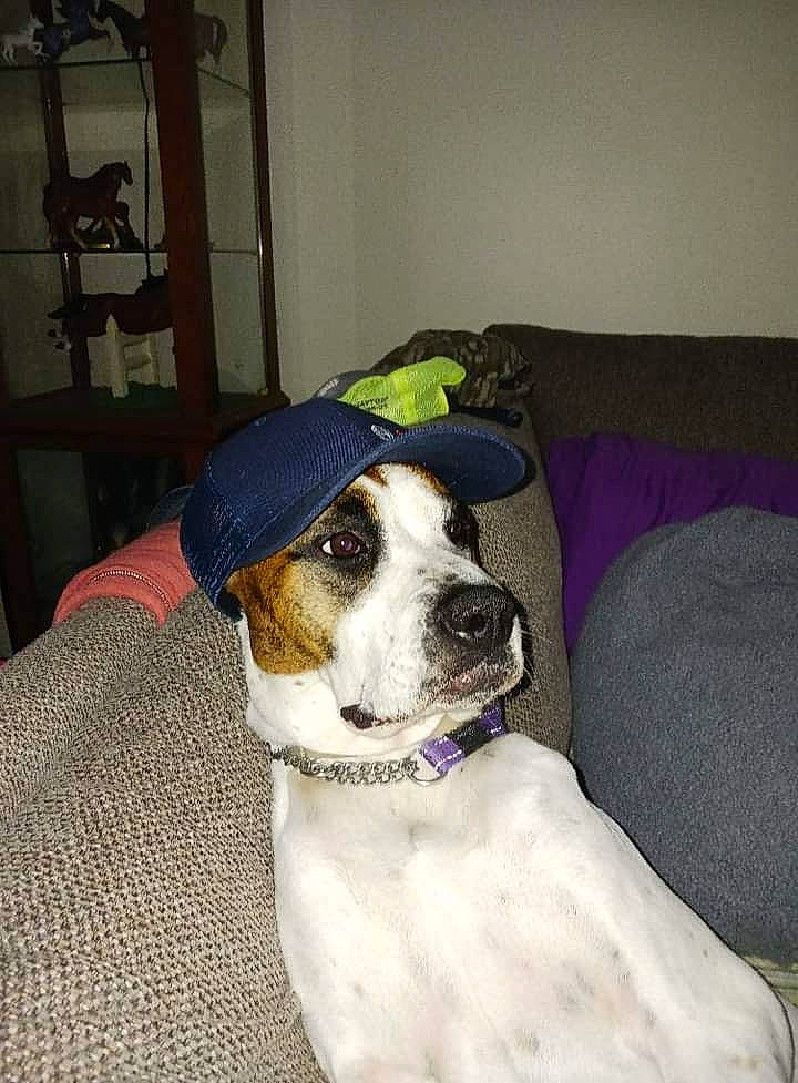 Zelda is registered to the contest to win money with this photo: canidae, carnivore, chair, collar, comfort, companion_dog, couch, dog, dog_breed, dog_collar, dog_supply, fawn, flooring, hound, paw, pet_supply, snout, sporting_group, whiskers, working_animal