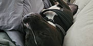 Shelby participe au concours pour gagner de l'argent avec cette photo : dog, black_dog, couch, blanket, indoor, pet, relaxed, sleeping, cozy, furniture, canine, collar, resting, domestic_animal, comfort, living_room, household, cute, nap, home