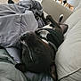 dog, black_dog, couch, blanket, indoor, pet, relaxed, sleeping, cozy, furniture, canine, collar, resting, domestic_animal, comfort, living_room, household, cute, nap, home