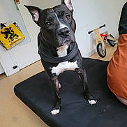 Shelby participe au concours pour gagner de l'argent avec cette photo : dog, black_and_white, pet, indoor, cushion, balance_bike, person, orange_jacket, floor, white_wall, door, bag, ears, curious, standing, animal, looking, furniture, home, portrait