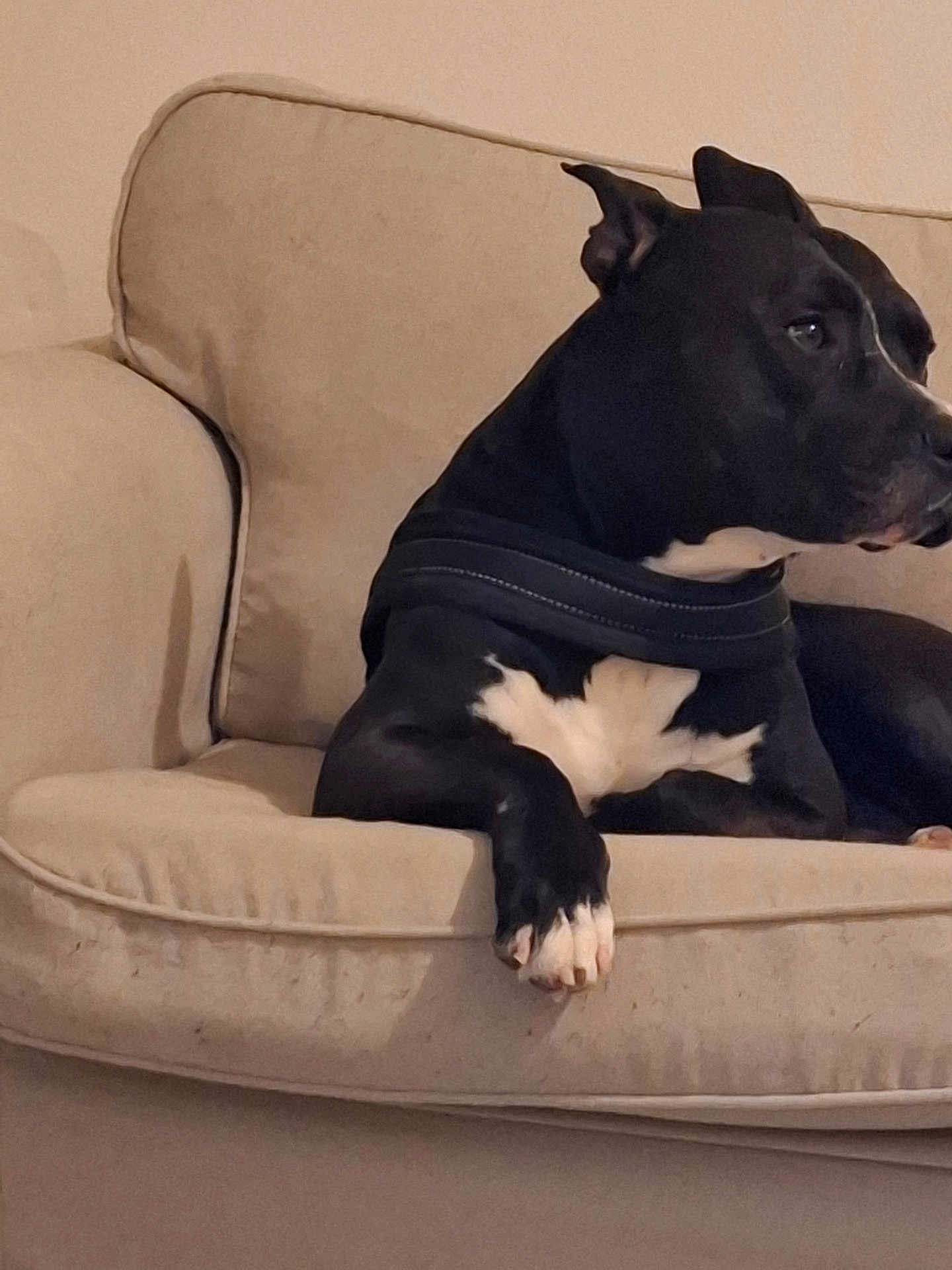 Shelby participe au concours pour gagner de l'argent avec cette photo : dog, black_and_white, pet, lounge, couch, indoor, canine, resting, animal, fur, paw, collar, side_view, domestic, mammal, relaxed, comfort, household, quiet, looking_away