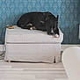 Shelby a rejoint le concours — aidez-le/la à gagner de superbes lots ! dog, black_dog, ottoman, indoor, flooring, phone, charging_cable, blue_wallpaper, patterned_wallpaper, furniture, relaxed, pet, domestic_animal, living_room, resting, white_paws, calm, cozy, home, animal