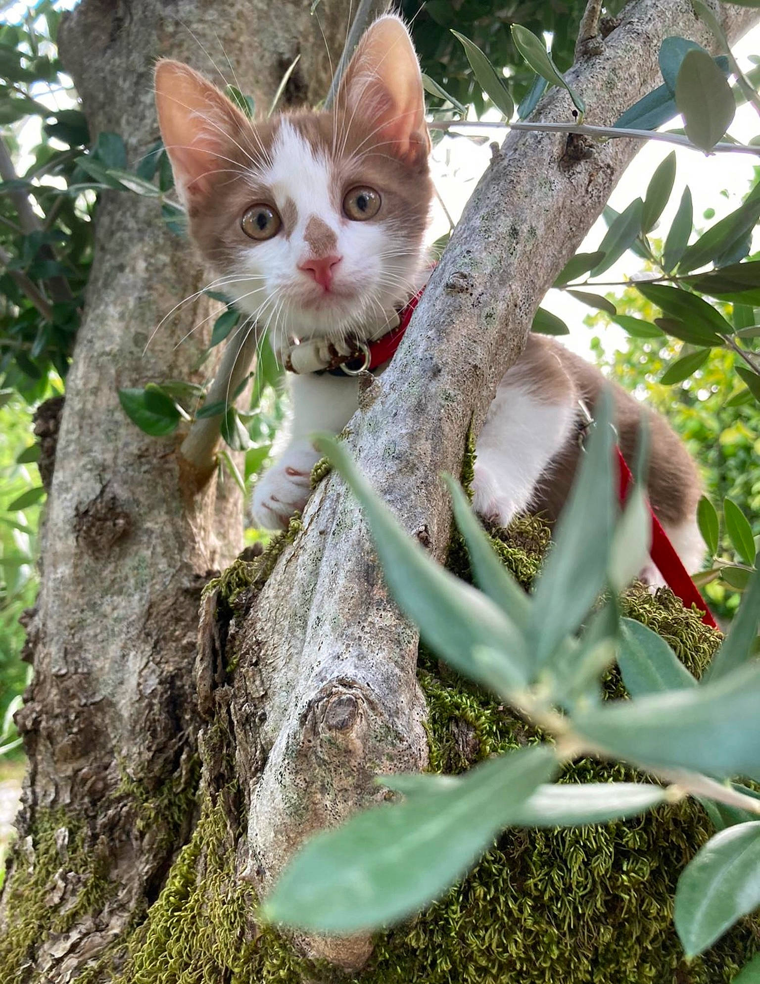 Hermès participe au concours pour gagner de l'argent avec cette photo : botany, carnivore, cat, domestic_short_haired_cat, fawn, felidae, fur, grass, plant, plant_stem, small_to_medium_sized_cats, snout, tail, terrestrial_animal, terrestrial_plant, tree, trunk, twig, whiskers