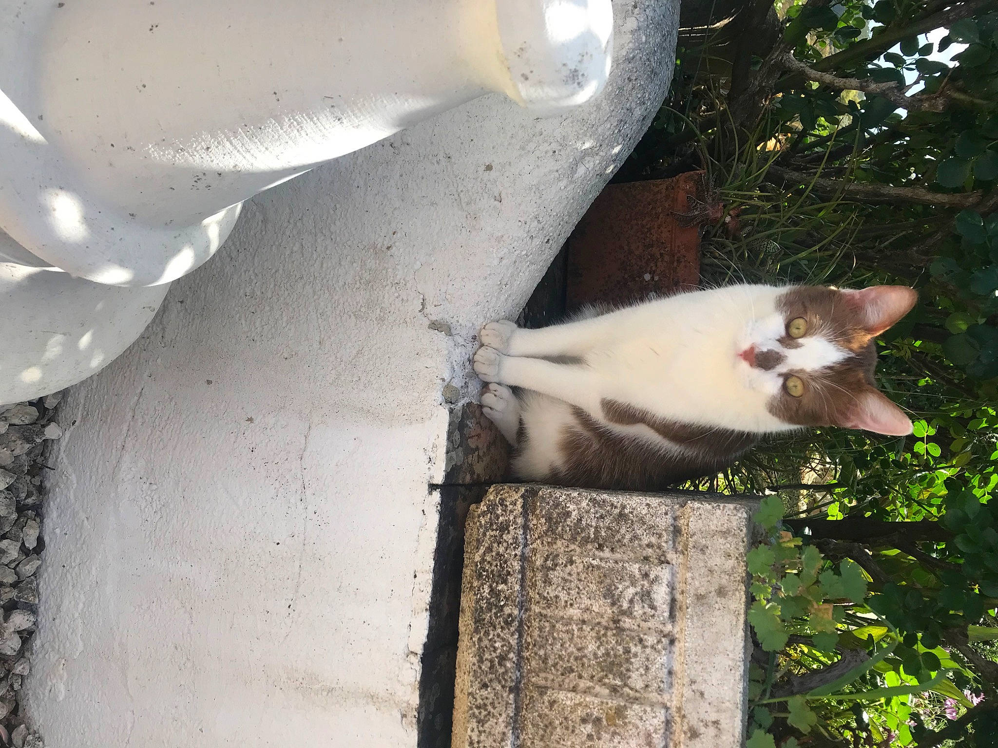 Hermès participe au concours pour gagner de l'argent avec cette photo : automotive_lighting, carnivore, cat, concrete, domestic_short_haired_cat, door, fawn, felidae, fur, grass, paw, plant, shadow, small_to_medium_sized_cats, tail, tints_and_shades, tree, trunk, whiskers, wood