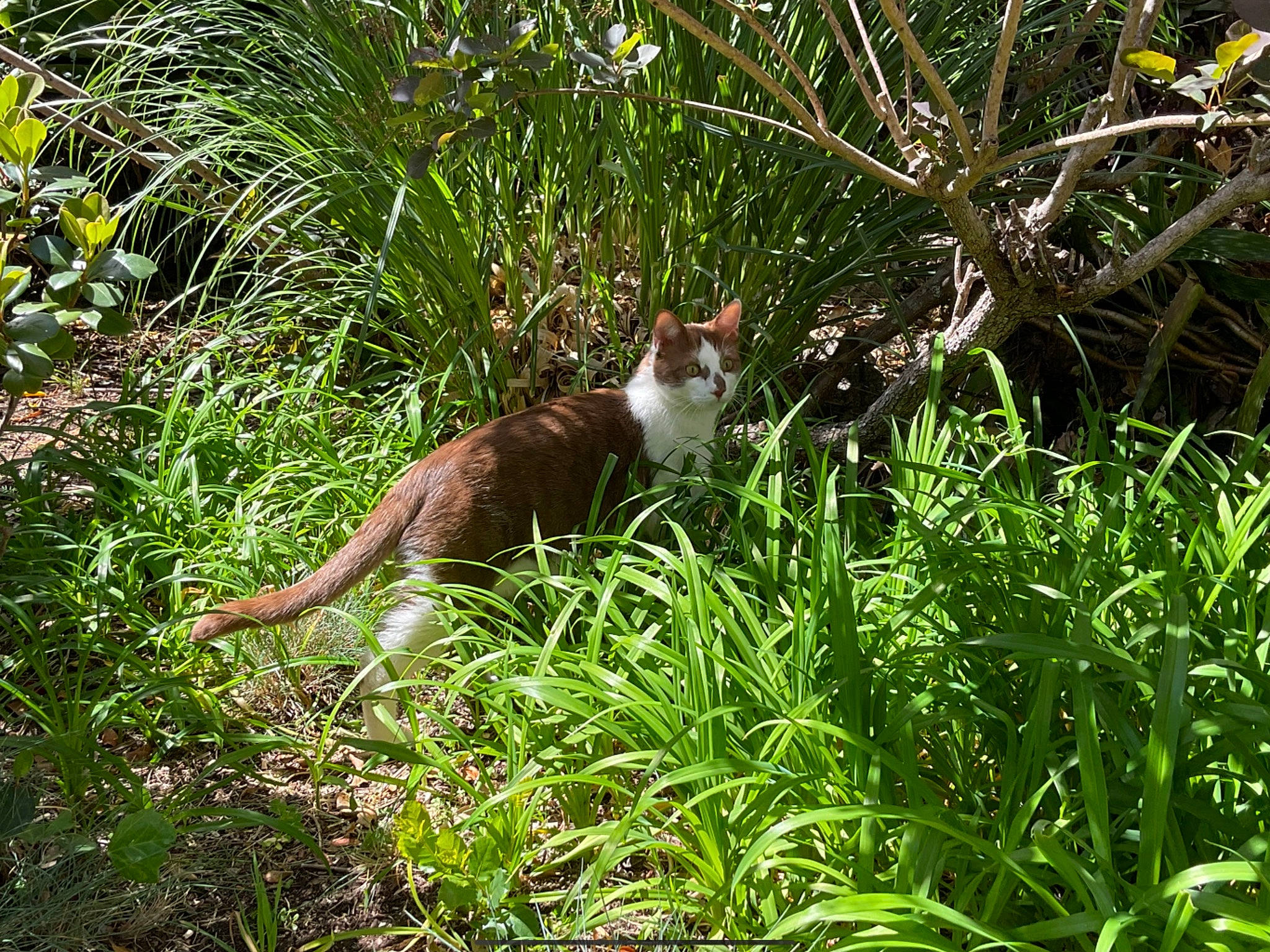 Hermès participe au concours pour gagner de l'argent avec cette photo : carnivore, cat, domestic_short_haired_cat, fawn, felidae, flowering_plant, grass, grassland, groundcover, herb, herbaceous_plant, jungle, plant, shrub, small_to_medium_sized_cats, tail, terrestrial_animal, terrestrial_plant, whiskers, wildlife