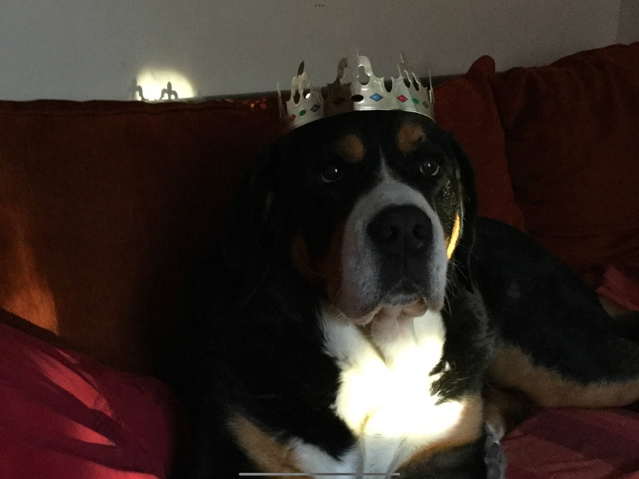 Byzance participe au concours pour gagner de l'argent avec cette photo : bored, canidae, carnivore, comfort, companion_dog, couch, darkness, dog, dog_breed, fawn, fur, living_room, non_sporting_group, room, sleeper_chair, snout, sporting_group, terrestrial_animal, whiskers, working_animal