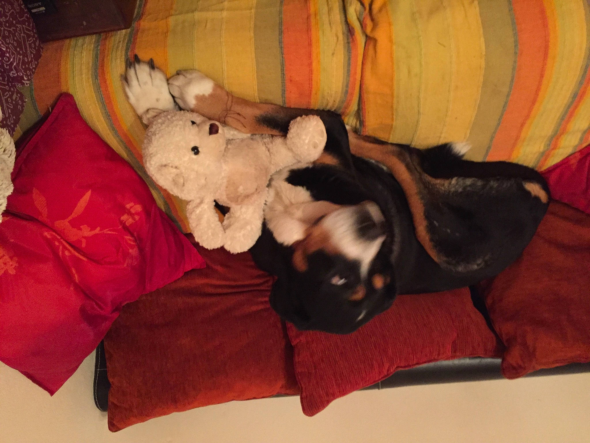 Byzance a rejoint le concours — aidez-le/la à gagner de superbes lots ! bed, brown, carnivore, comfort, companion_dog, couch, dog, dog_breed, fawn, felidae, fur, lap, linens, plush, room, stuffed_toy, tail, teddy_bear, toy, wood