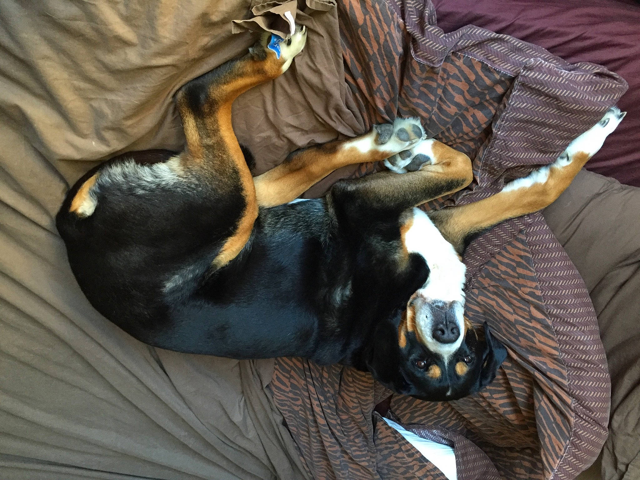 Byzance participe au concours pour gagner de l'argent avec cette photo : bed, canidae, carnivore, comfort, companion_dog, couch, dog, dog_breed, ear, fawn, fur, guard_dog, hound, nap, paw, snout, sporting_group, toy_dog, whiskers, working_animal