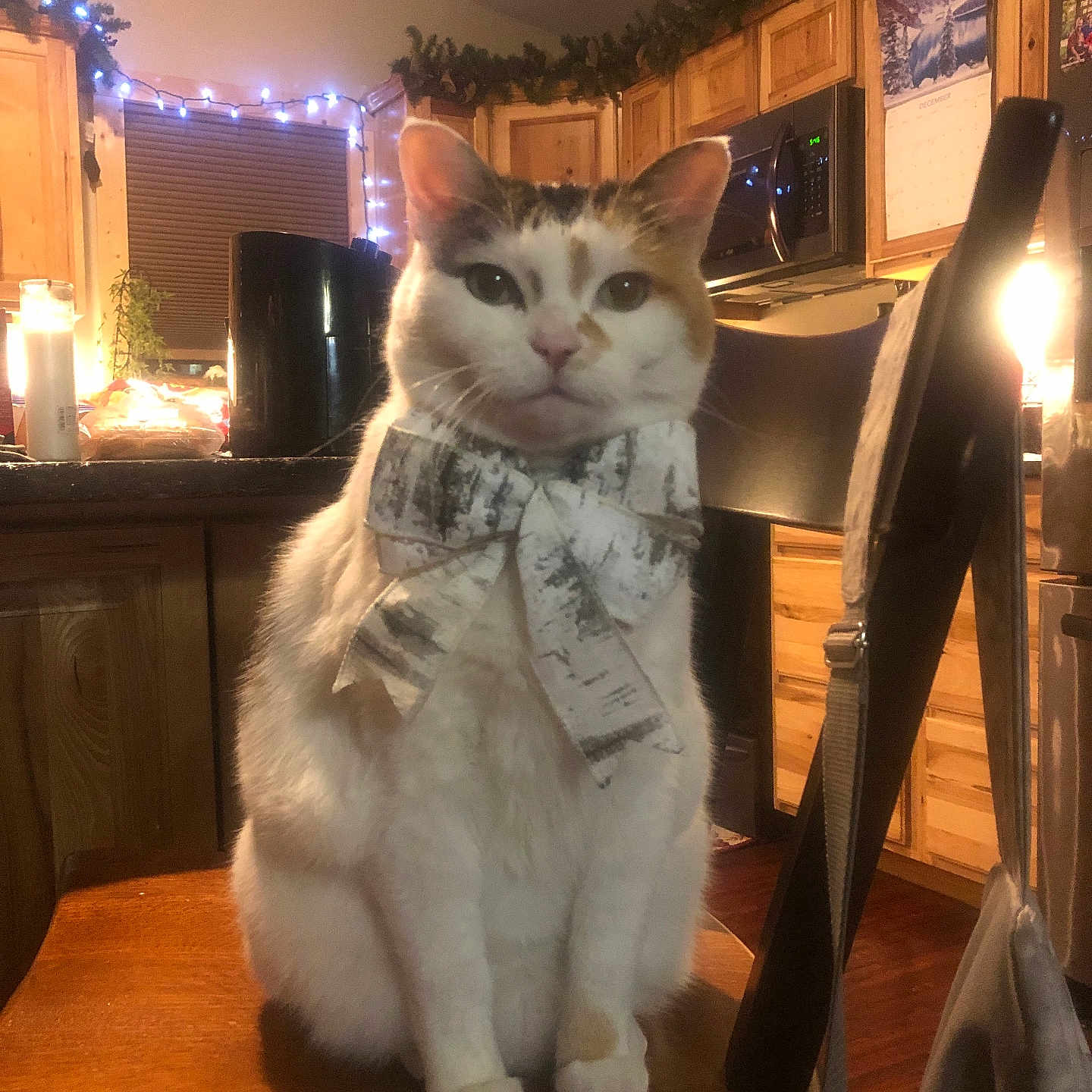 Augustina is registered to the contest to win money with this photo: appliance, bow, calendar, calico_cat, candle, cat, chair, decor, domestic_animal, fairy_lights, feline, garland, holiday_decor, indoor, kitchen, microwave, pet, table, warm_lighting, wooden_furniture