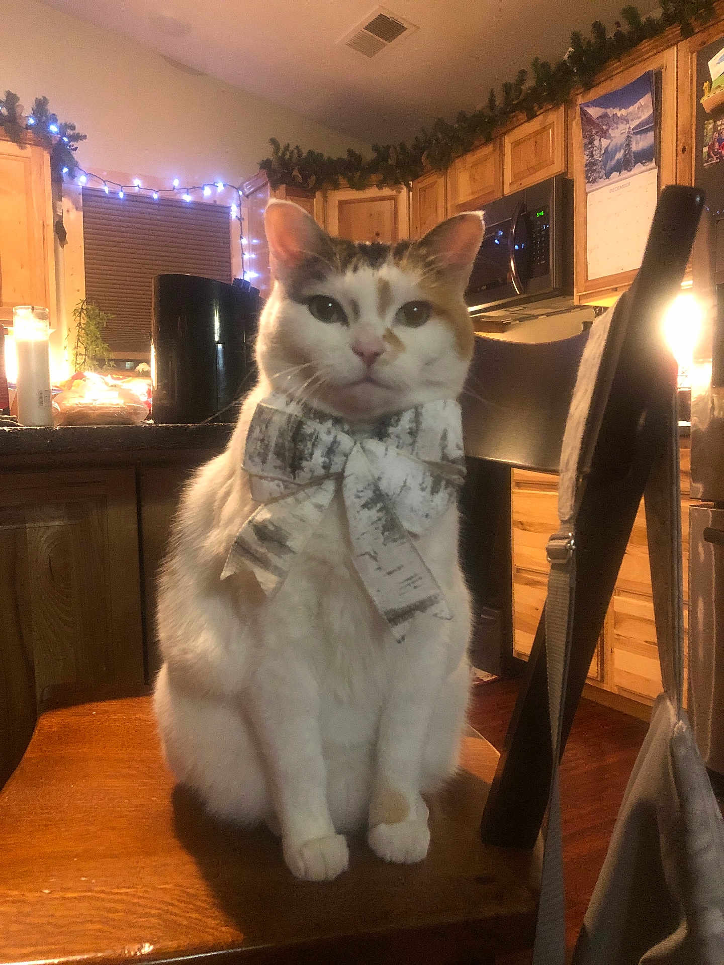 Augustina is registered to the contest to win money with this photo: appliance, bow, calendar, calico_cat, candle, cat, chair, decor, domestic_animal, fairy_lights, feline, garland, holiday_decor, indoor, kitchen, microwave, pet, table, warm_lighting, wooden_furniture