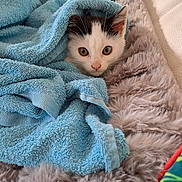 White a rejoint le concours — aidez-le/la à gagner de superbes lots ! abyssinian, animal, blanket, cat, kitten, laundry, manx, pet, quilt, towel