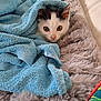abyssinian, animal, blanket, cat, kitten, laundry, manx, pet, quilt, towel