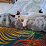 abyssinian, animal, bed, bedroom, blanket, cat, couch, furniture, hardwood, homedecor, indoors, kitten, linen, manx, person, pet, quilt, room, siamese, wood