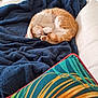 abyssinian, animal, bed, bedroom, blanket, cat, couch, furniture, indoors, kitten, manx, person, pet, quilt, room, sleeping