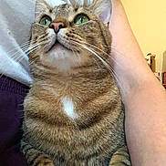 Berlioz a rejoint le concours — aidez-le/la à gagner de superbes lots ! animal, cat, close_up, clothing, companion, cute, domestic_cat, feline, fur, green_eyes, indoor, lap, looking_up, person, pet, purple_pants, resting, tabby_cat, whiskers, white_top