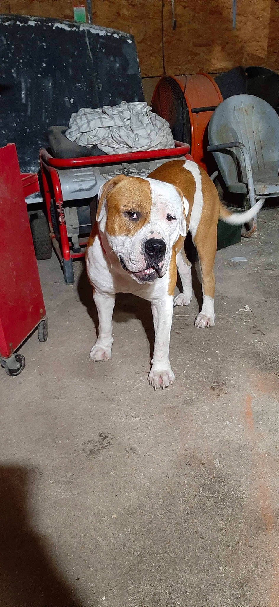 Colt joined the competition — help win amazing prizes! ball, carnivore, chair, collar, companion_dog, dog, dog_breed, dog_collar, fawn, floor, flooring, hardwood, hound, road_surface, scent_hound, snout, sporting_group, table, wood, working_animal