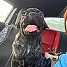 animal, black_dog, canine, car_interior, car_seat, closeup, colorful_seat_cover, companion, dog, happy, indoor, leather_seat, pet, portrait, pug, sitting, sunlight, tongue_out, vehicle, window