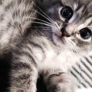 Tate is registered to the contest to win money with this photo: kitten, cat, gray_tabby, close_up, cute, fur, whiskers, eyes, pet, animal, striped, soft, young, laying, domestic_cat, feline, portrait, indoor, curious, adorable